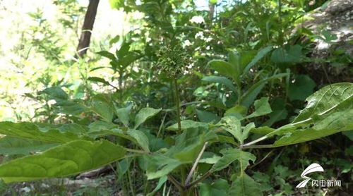 濰坊人參生態種植蓬勃發展，產品創新助力中醫藥產業升級