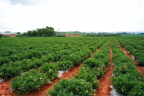 從會場到田間 石林西洋參產(chǎn)業(yè)的實(shí)地探訪與展望