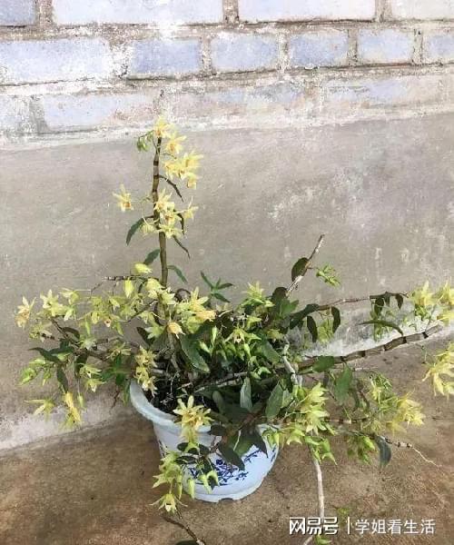 陽臺綠植新風(fēng)尚 自種人參靈芝石斛與西洋參，養(yǎng)生健康觸手可及