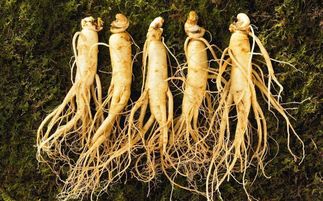 盤點(diǎn)中華九大仙草 還魂草上榜，慈禧太后長壽秘訣的黑參