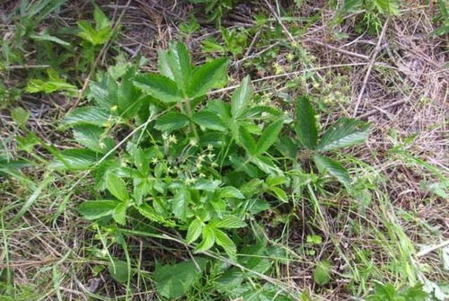 雞爪參 葉子是美味野菜，根部是珍貴黑參
